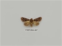 藏品(夜蛾817)的圖片